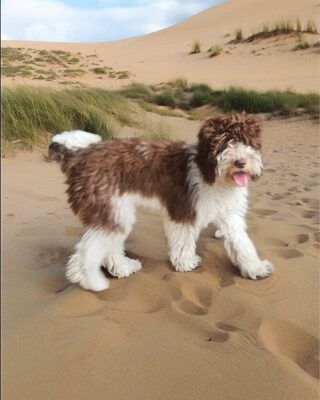 Australian Labradoodle Welpe Mellow